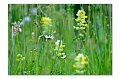Blumenwiese M 10
